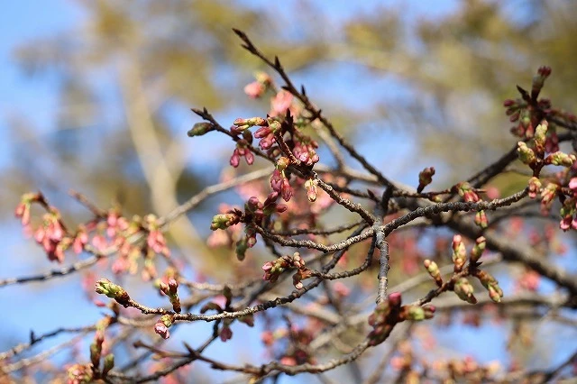 当館敷地内の寒緋桜が咲いています