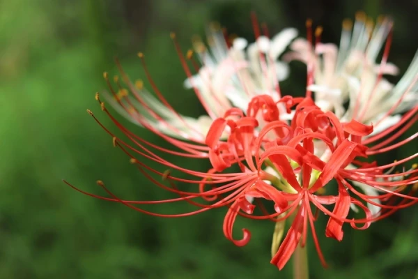 秋の花々が咲いています。