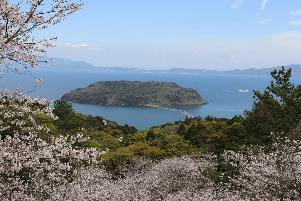 魚見岳の桜が見頃を迎えています。