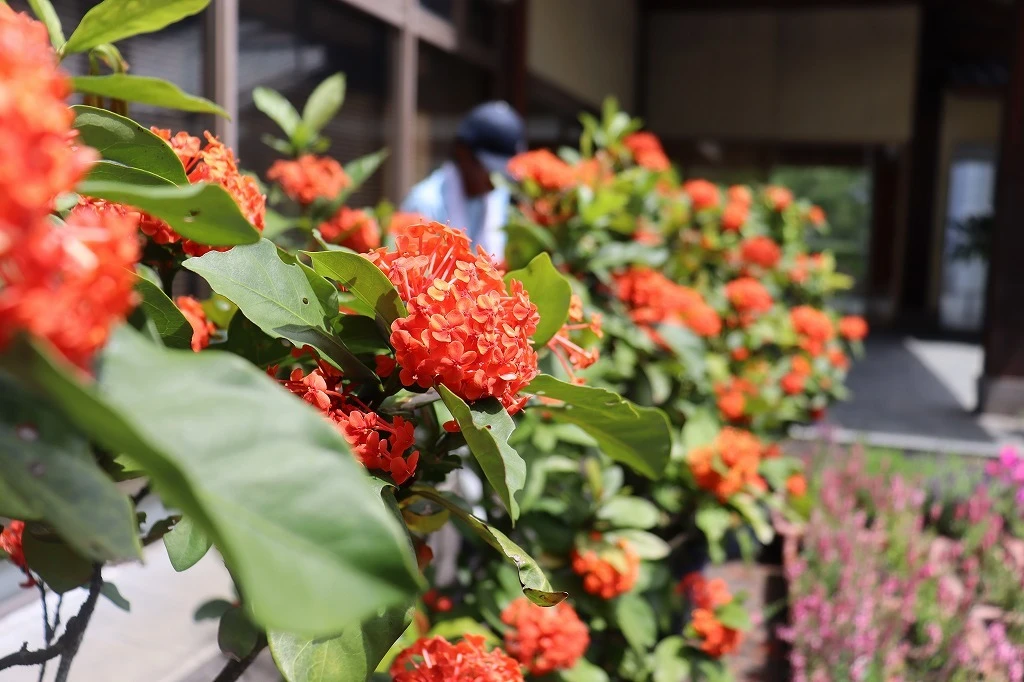 サンタンカの花が咲いています。