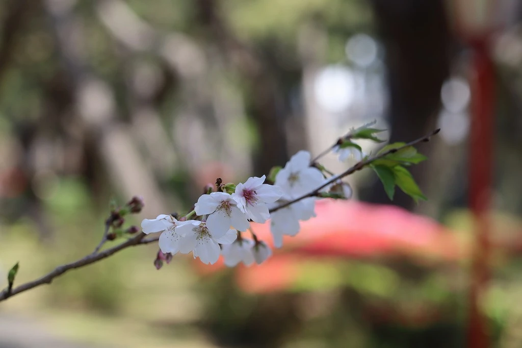 春分を過ぎて、春の便り