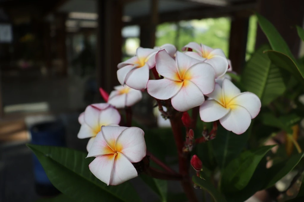 プルメリアの花が咲いています