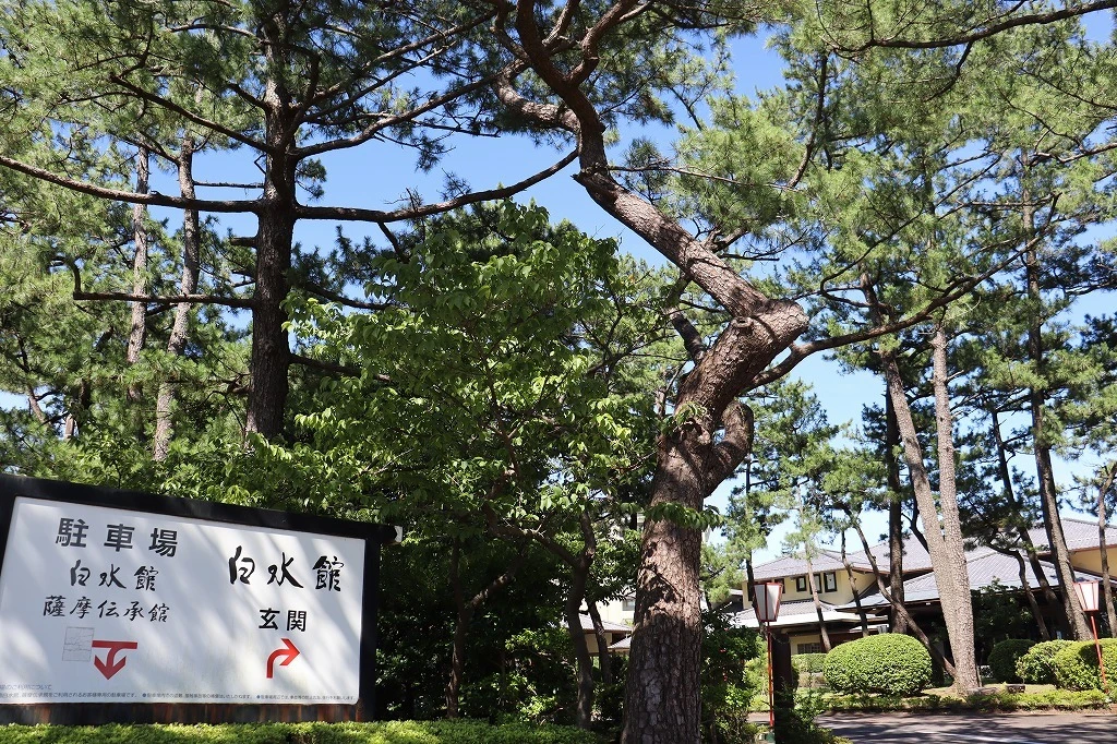 サルスベリが咲いています