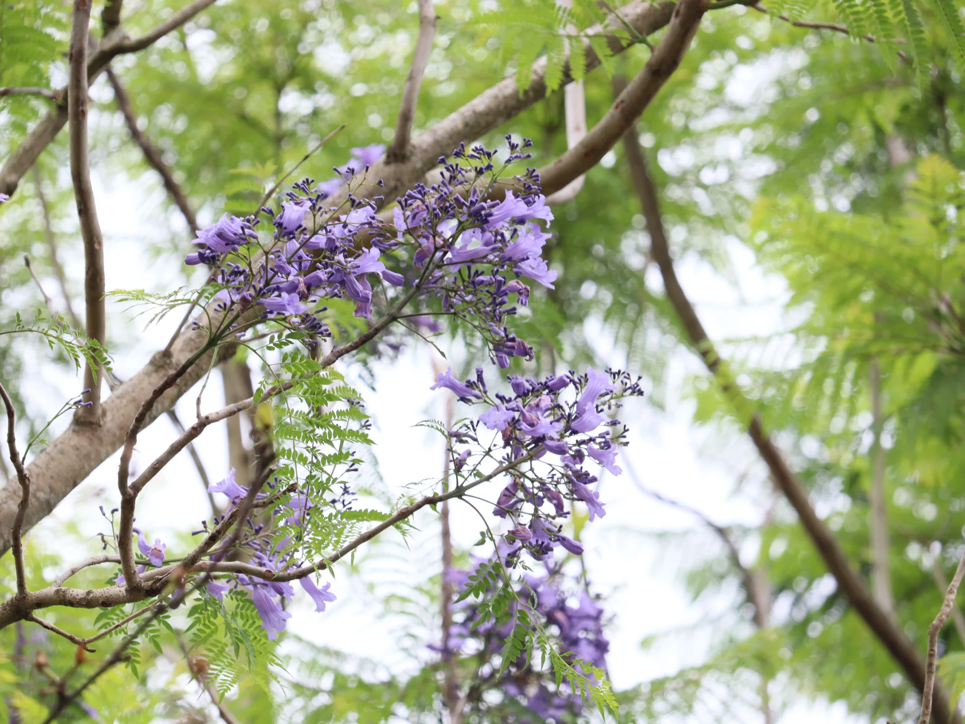 世界三大花木の一つ、ジャカランダの花が咲いています。