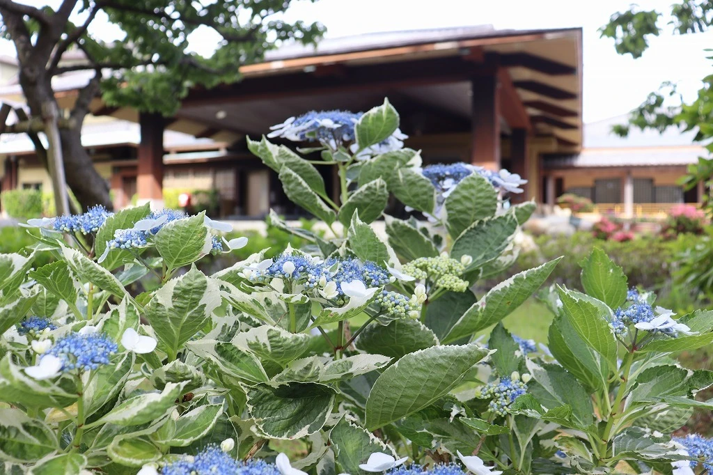指宿白水館の紫陽花