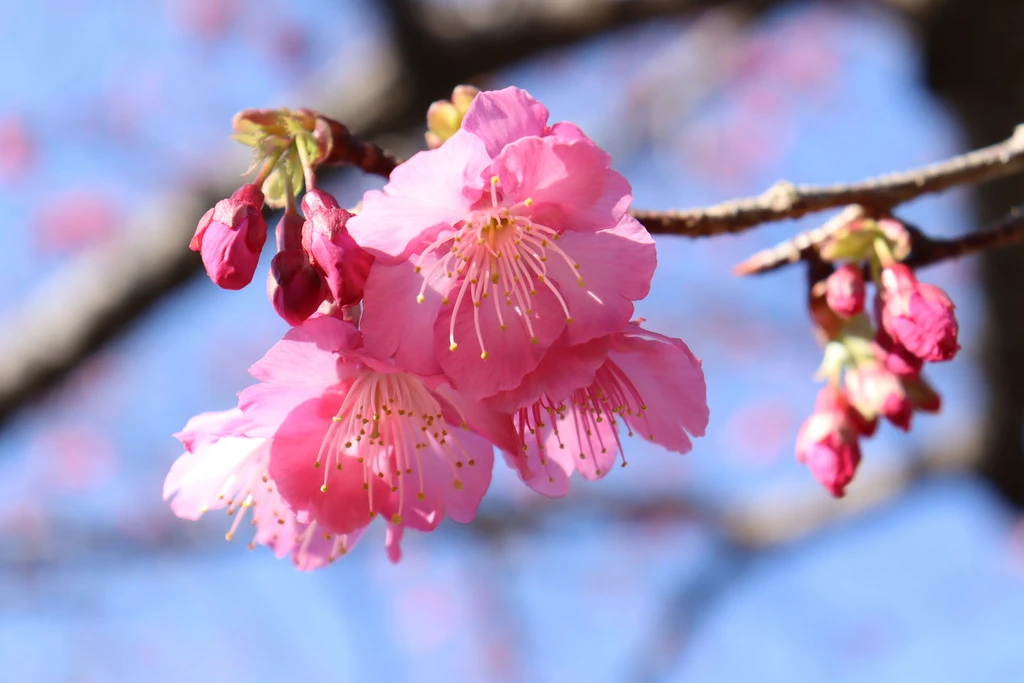 当館敷地内の寒緋桜が咲き始めています。