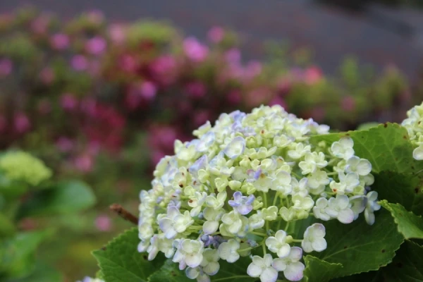 紫陽花　アジサイ