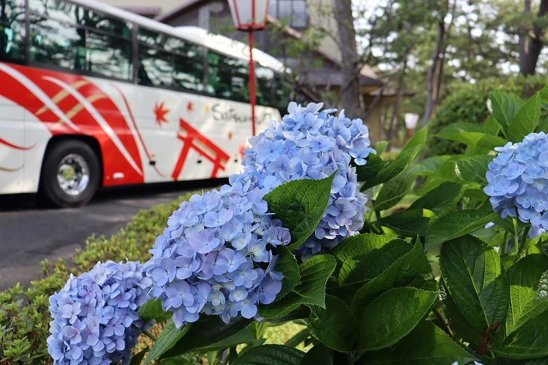夏至にアジサイが咲いています