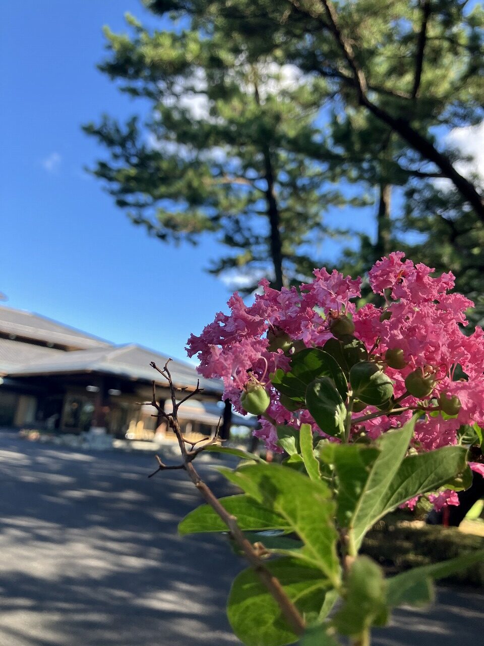 様々なお花が咲き始めています。