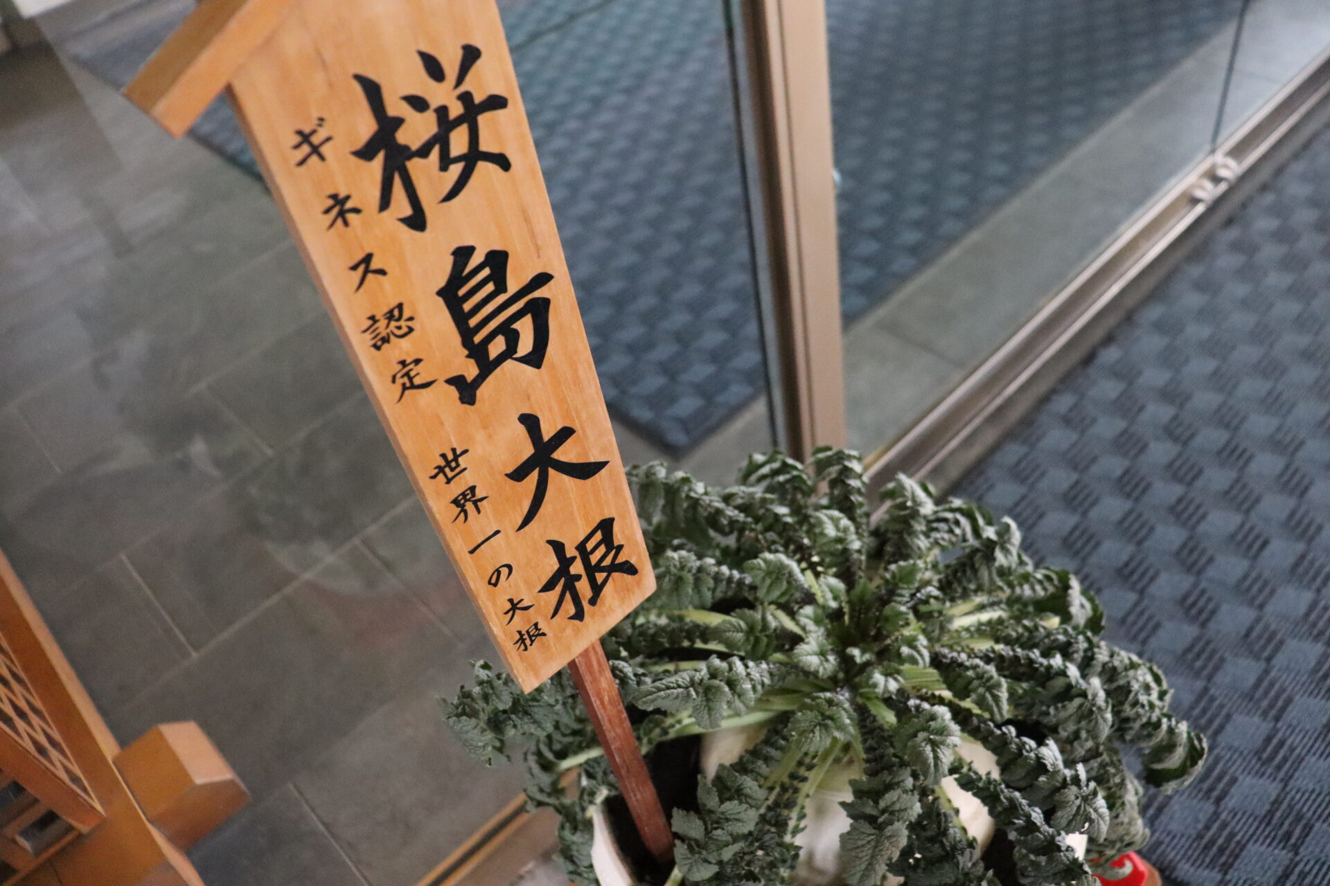 今年も玄関先にギネス認定「桜島大根」を飾っています