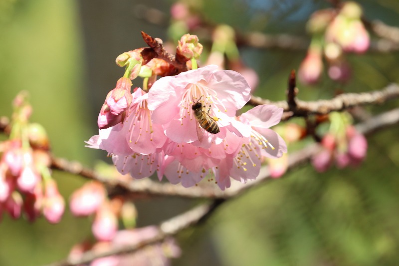 敷地内に寒緋桜が咲き始めています。