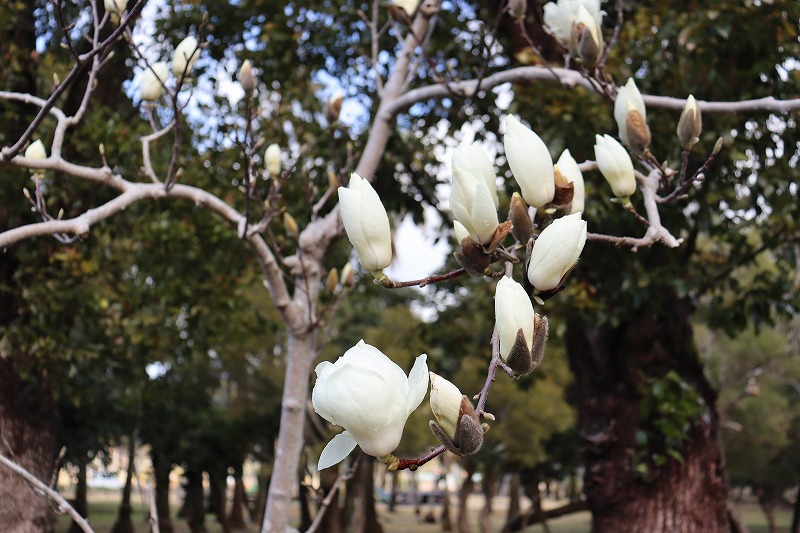 敷地内の白木蓮が咲き始めました。