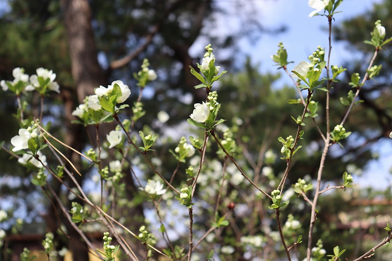 庭先で利休梅が咲いています